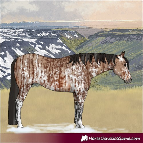 Horse Color:Gray Bay Sabino Rabicano  and Gray Amber Champagne Sabino Rabicano 