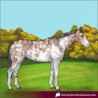 Horse Color:Bay Sabino Rabicano  and Bay Sabino Appaloosa Rabicano 