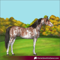 Horse Color:Bay Sabino Rabicano and Bay Sabino Rabicano