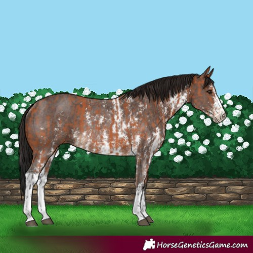 Horse Color:Bay Sabino Rabicano  and Gray Bay Sabino Rabicano 