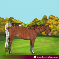 Horse Color:Brown Sabino Rabicano  and Silver Brown Sabino Rabicano 