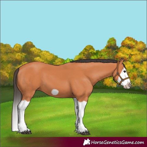 Horse Color:Bay Splash Frame