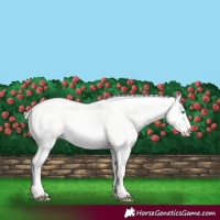 Horse Color:Silver Perlino Dun 