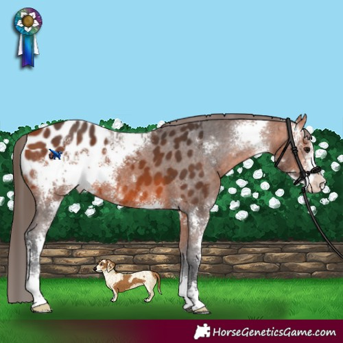 Horse Color:Bay Sabino Appaloosa 