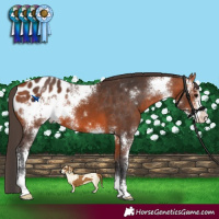 Horse Color:Bay Sabino Blanket