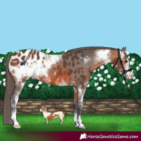 Horse Color:Bay Sabino Appaloosa 
