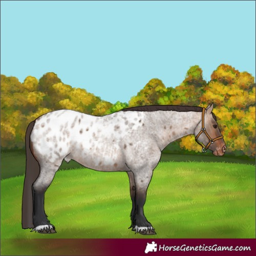 Horse Color:Bay Roan Dun Appaloosa Rabicano 