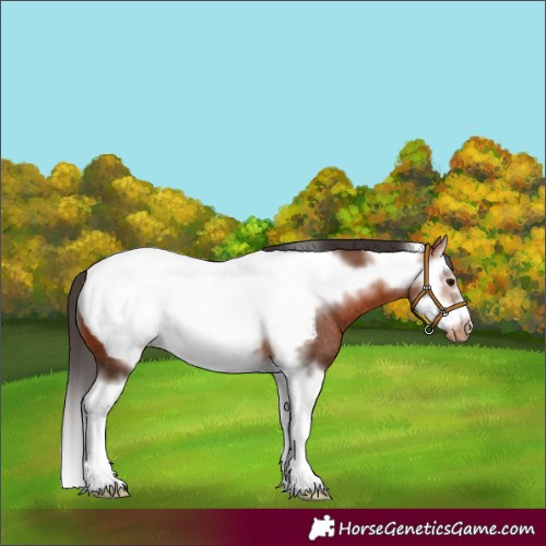 Horse Color:Bay Splash Frame Near Fewspot Rabicano 