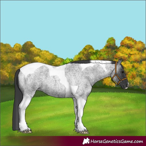 Horse Color:Blue Roan Tobiano 