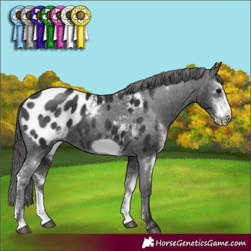 Horse Color:Smoky Black Sabino Frame Appaloosa Rabicano 