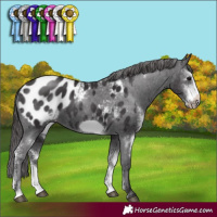 Horse Color:Smoky Black Sabino Frame Appaloosa Rabicano 