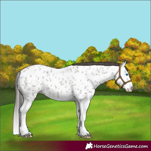 Horse Color:Grullo Roan Splash Appaloosa 