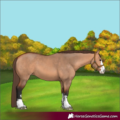 Horse Color:Bay Dun Appaloosa 