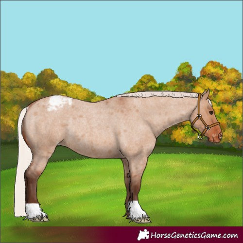 Horse Color:Silver Bay Roan Dun Appaloosa Rabicano
