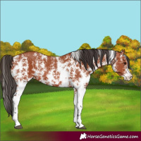 Horse Color:Bay Sabino Rabicano  and Bay Sabino Rabicano 