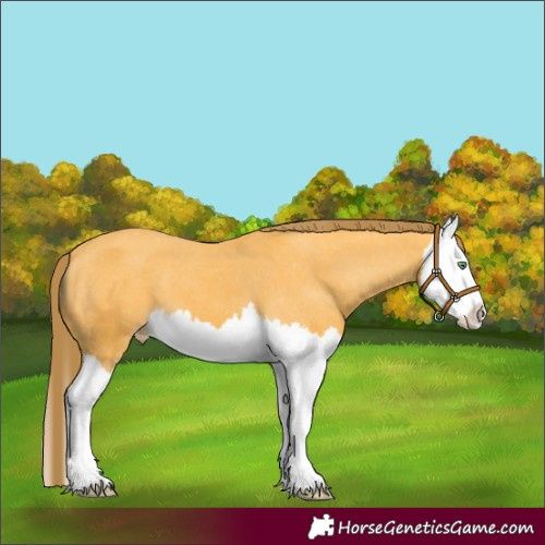 Horse Color:Amber Cream Champagne Splash Varnish 