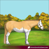 Horse Color:Amber Cream Champagne Splash Varnish 