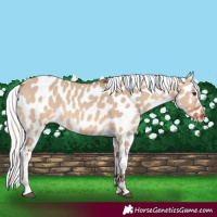 Horse Color:Silver Brown Dun Near Leopard