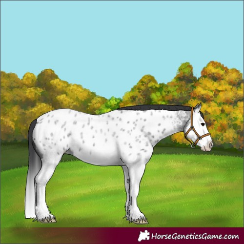 Horse Color:Blue Roan Splash Appaloosa 