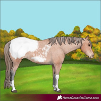 Horse Color:Bay Tobiano Snowcap 