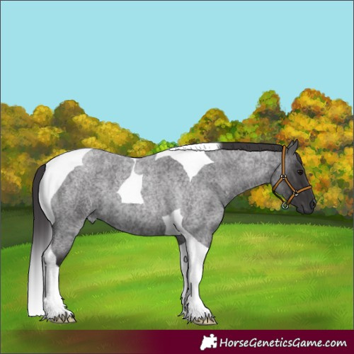Horse Color:Smoky Blue Roan Tobiano 