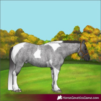 Horse Color:Smoky Blue Roan Tobiano 