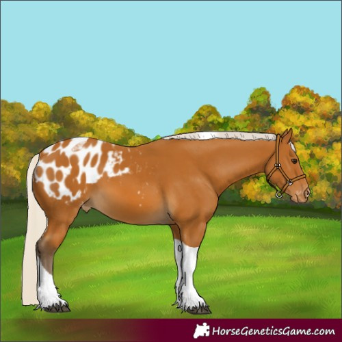 Horse Color:Silver Buckskin Tobiano Blanket 