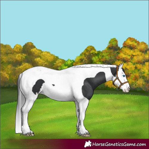 Horse Color:Black Splash Tobiano Appaloosa 