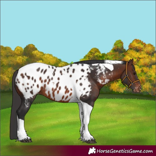 Horse Color:Brown Tobiano Near Leopard 