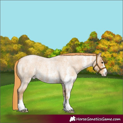 Horse Color:Red Roan Sabino 