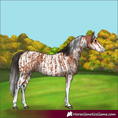 Horse Color:Bay Sabino Tobiano Rabicano  and Bay Sabino Tobiano Rabicano 