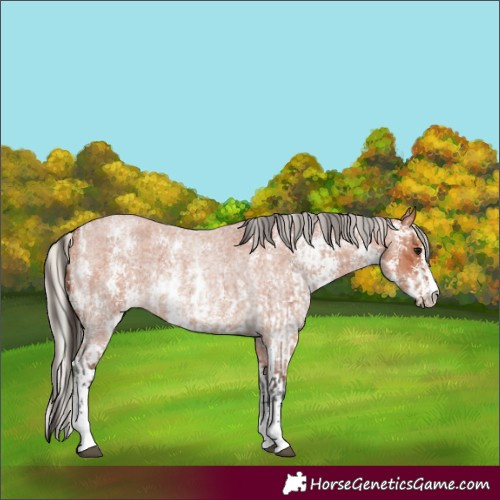 Horse Color:Bay Roan Sabino Rabicano  and Silver Bay Roan Sabino Rabicano 