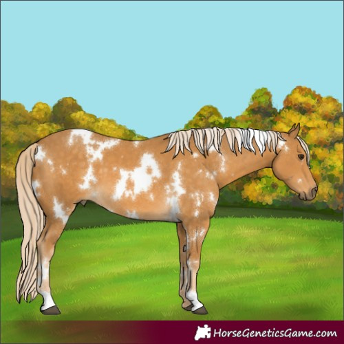 Horse Color:White Spotted Palomino 