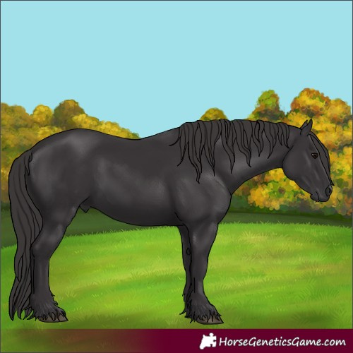 Horse Color:Smoky Black