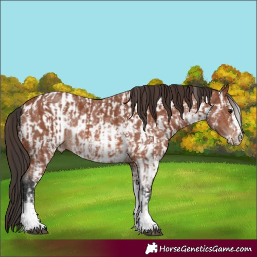Horse Color:Bay Sabino Rabicano and Bay Sabino Near Leopard Rabicano
