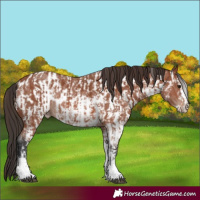 Horse Color:Bay Sabino Rabicano  and Bay Sabino Near Leopard Rabicano 