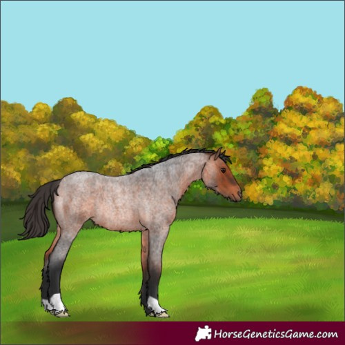 Horse Color:Bay Roan Rabicano 