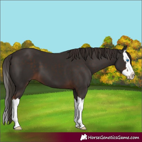 Horse Color:Liver Chestnut Splash 
