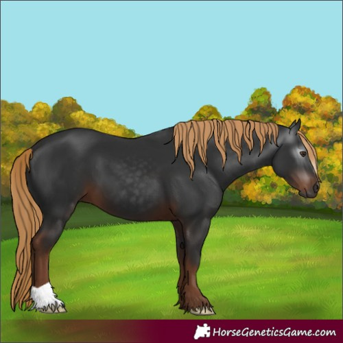 Horse Color:Gray Liver Chestnut 
