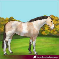 Horse Color:Buckskin Roan Sabino Rabicano and Buckskin Roan Sabino Rabicano