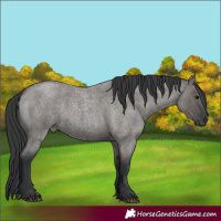 Horse Color:Grullo Roan 