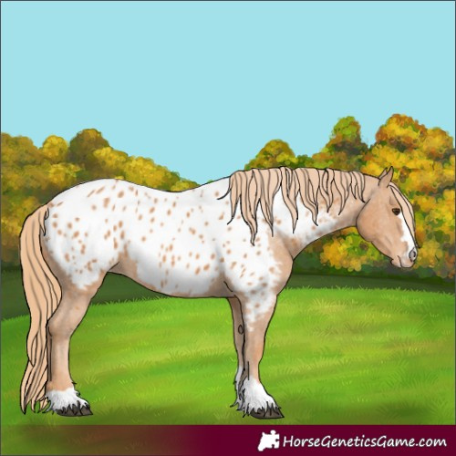 Horse Color:Unknown 