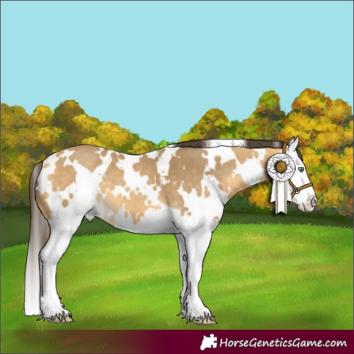 Horse Color:White Spotted Amber Cream Champagne Splash 