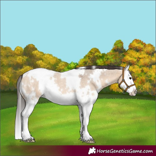 Horse Color:White Spotted Bay Roan Dun Splash