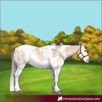 Horse Color:White Spotted Bay Roan Dun Splash