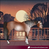 Horse Color:Gray Bay Tobiano 