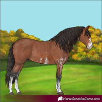 Horse Color:Bay Sabino Rabicano and Bay Sabino Rabicano