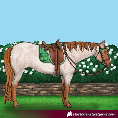 Horse Color:Red Roan 