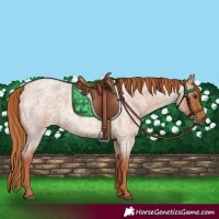 Horse Color:Red Roan 