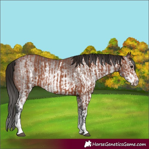 Horse Color:Bay Sabino Rabicano  and Gray Bay Sabino Rabicano 